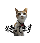 三毛猫かなたの日常（個別スタンプ：6）