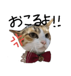 三毛猫かなたの日常（個別スタンプ：7）