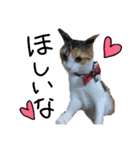 三毛猫かなたの日常（個別スタンプ：9）