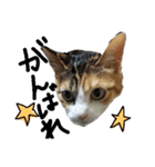 三毛猫かなたの日常（個別スタンプ：10）