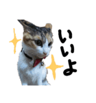 三毛猫かなたの日常（個別スタンプ：11）