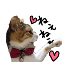 三毛猫かなたの日常（個別スタンプ：12）