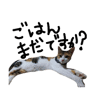 三毛猫かなたの日常（個別スタンプ：13）