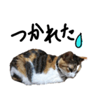 三毛猫かなたの日常（個別スタンプ：14）