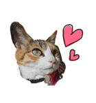 三毛猫かなたの日常（個別スタンプ：16）