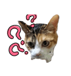 三毛猫かなたの日常（個別スタンプ：17）