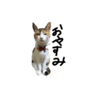 三毛猫かなたの日常（個別スタンプ：19）
