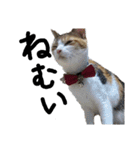 三毛猫かなたの日常（個別スタンプ：20）