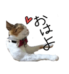 三毛猫かなたの日常（個別スタンプ：21）