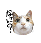 三毛猫かなたの日常（個別スタンプ：22）