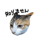 三毛猫かなたの日常（個別スタンプ：23）