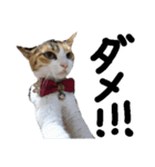 三毛猫かなたの日常（個別スタンプ：24）