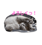 ぽてぐみスタンプバージョン2（個別スタンプ：10）