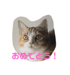 ぽてぐみスタンプバージョン2（個別スタンプ：31）