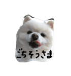 ポメラニアン001（個別スタンプ：1）