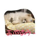 ポメラニアン001（個別スタンプ：7）