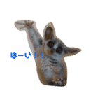 ショウガラゴ（猿）のギジュモとテト（個別スタンプ：13）