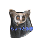 ショウガラゴ（猿）のギジュモとテト（個別スタンプ：19）