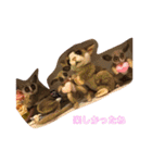 ショウガラゴ（猿）のギジュモとテト（個別スタンプ：22）