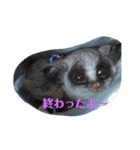 ショウガラゴ（猿）のギジュモとテト（個別スタンプ：23）