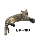新田家の猫（個別スタンプ：6）