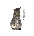 新田家の猫（個別スタンプ：7）