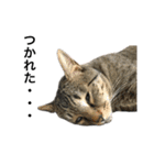 新田家の猫（個別スタンプ：8）