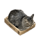新田家の猫（個別スタンプ：13）