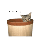 新田家の猫（個別スタンプ：17）