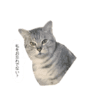 新田家の猫（個別スタンプ：19）