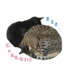 新田家の猫（個別スタンプ：23）