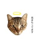 新田家の猫（個別スタンプ：24）