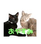 おもちとぽんず（個別スタンプ：2）
