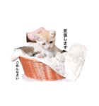 アメショのカルビ（個別スタンプ：4）