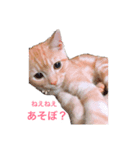 アメショのカルビ（個別スタンプ：7）