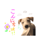 ジャックラッセルテリアのCoco(2)（個別スタンプ：1）