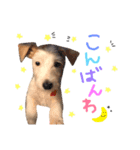 ジャックラッセルテリアのCoco(2)（個別スタンプ：2）
