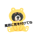 キャバリア犬・ボーイ君のスタンプ2（個別スタンプ：2）