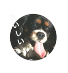キャバリア犬・ボーイ君のスタンプ2（個別スタンプ：3）