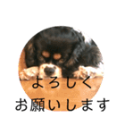 キャバリア犬・ボーイ君のスタンプ2（個別スタンプ：5）