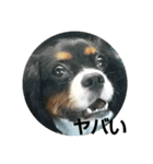 キャバリア犬・ボーイ君のスタンプ2（個別スタンプ：6）