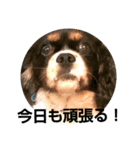 キャバリア犬・ボーイ君のスタンプ2（個別スタンプ：7）