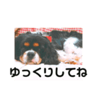 キャバリア犬・ボーイ君のスタンプ2（個別スタンプ：8）