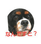キャバリア犬・ボーイ君のスタンプ2（個別スタンプ：9）