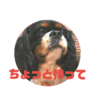 キャバリア犬・ボーイ君のスタンプ2（個別スタンプ：10）