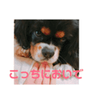 キャバリア犬・ボーイ君のスタンプ2（個別スタンプ：11）