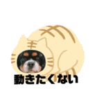 キャバリア犬・ボーイ君のスタンプ2（個別スタンプ：12）