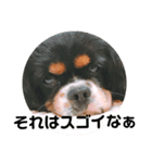 キャバリア犬・ボーイ君のスタンプ2（個別スタンプ：13）