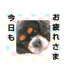 キャバリア犬・ボーイ君のスタンプ2（個別スタンプ：14）