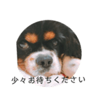キャバリア犬・ボーイ君のスタンプ2（個別スタンプ：15）